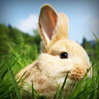 /album/arda-zafer-kav%c5%9fut/photolia-a03-jpg/